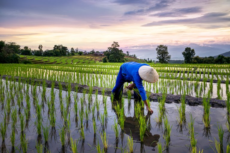 Wie funktioniert traditioneller Reisanbau? - Rii Jii Basmati Reis