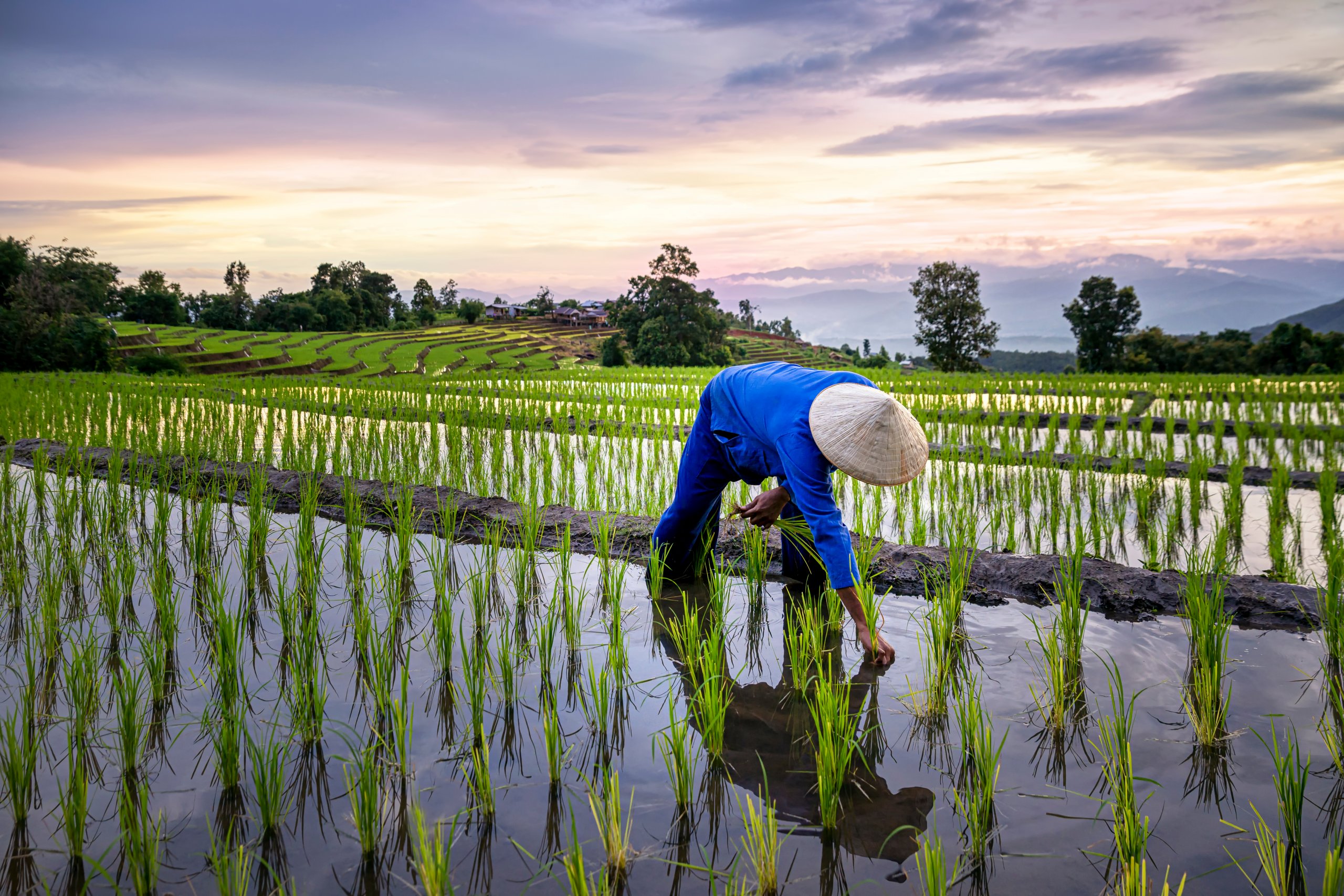 Wie funktioniert traditioneller Reisanbau? 1